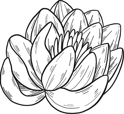 Water Lily Coloring Page